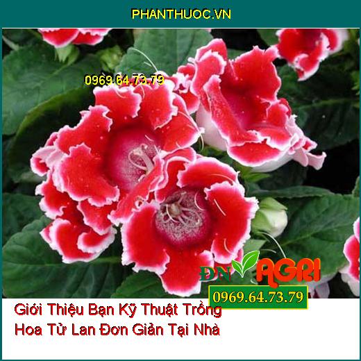 Giới Thiệu Bạn Kỹ Thuật Trồng Hoa Tử La Lan Đơn Giản Tại Nhà