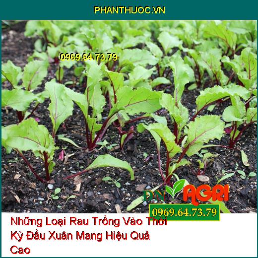 Những Loại Rau Trồng Vào Thời Kỳ Đầu Xuân Mang Hiệu Quả Cao