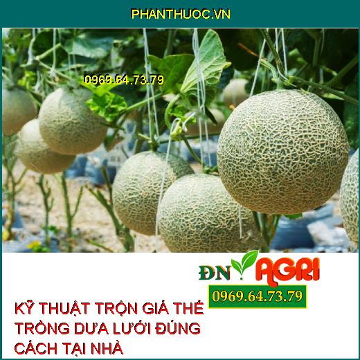 KỸ THUẬT TRỘN GIÁ THỂ TRỒNG DƯA LƯỚI ĐÚNG CÁCH TẠI NHÀ