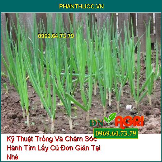 Kỹ Thuật Trồng Và Chăm Sóc Hành Tím Lấy Củ Đơn Giản Tại Nhà