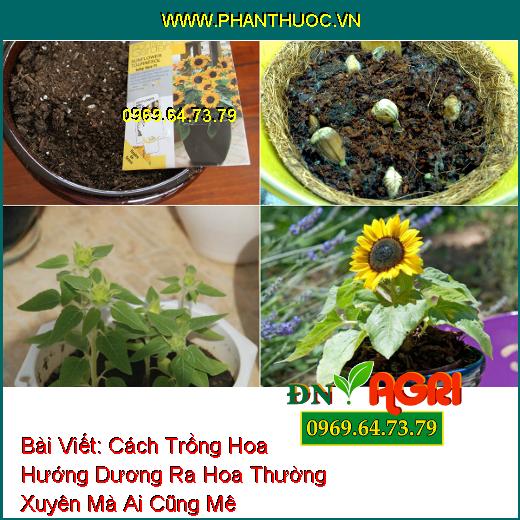 Cách Trồng Hoa Hướng Dương Ra Hoa Thường Xuyên Mà Ai Cũng Mê