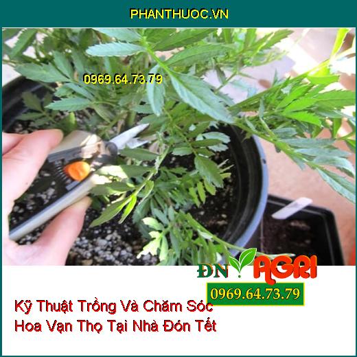 Kỹ Thuật Trồng Và Chăm Sóc Hoa Vạn Thọ Tại Nhà Đón Tết