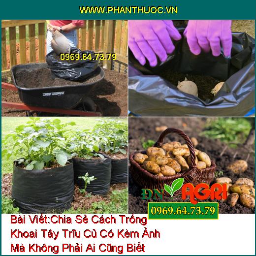 Chia Sẻ Cách Trồng Khoai Tây Trĩu Củ Có Kèm Ảnh Mà Không Phải Ai Cũng Biết