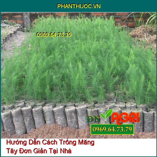 Hướng Dẫn Cách Trồng Măng Tây Đơn Giản Tại Nhà