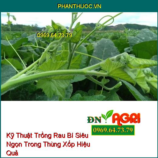 Kỹ Thuật Trồng Rau Bí Siêu Ngọn Trong Thùng Xốp Hiệu Quả