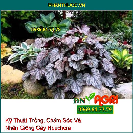 Kỹ Thuật Trồng, Chăm Sóc Và Nhân Giống Cây Heuchera 