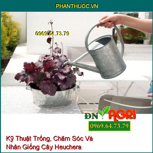 Kỹ Thuật Trồng, Chăm Sóc Và Nhân Giống Cây Heuchera 