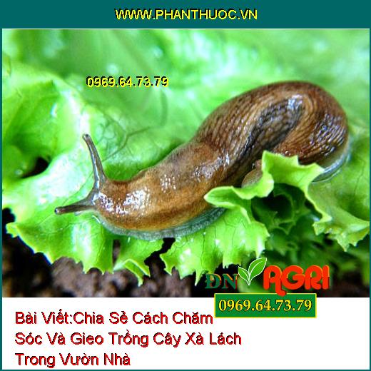 Chia Sẻ Cách Chăm Sóc Và Gieo Trồng Cây Xà Lách Trong Vườn Nhà