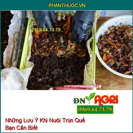 Những Lưu Ý Khi Nuôi Trùn Quế Bạn Cần Biết