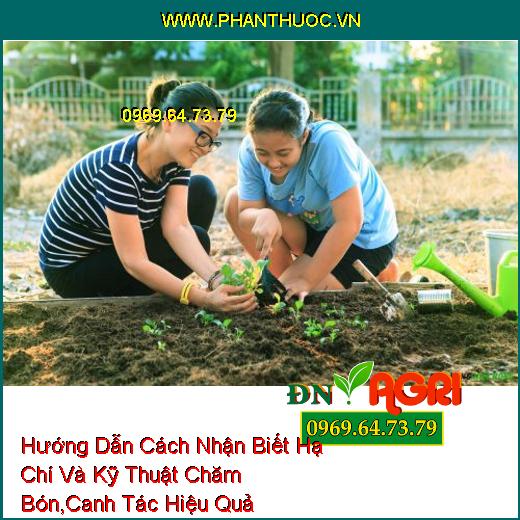 Hướng Dẫn Cách Nhận Biết Hạ Chí Và Kỹ Thuật Chăm Bón, Canh Tác Hiệu Quả 