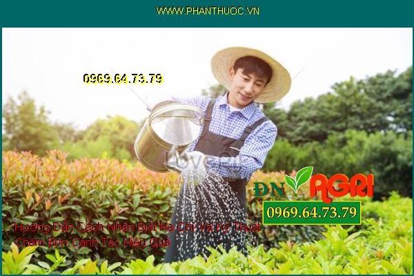 Hướng Dẫn Cách Nhận Biết Hạ Chí Và Kỹ Thuật Chăm Bón, Canh Tác Hiệu Quả