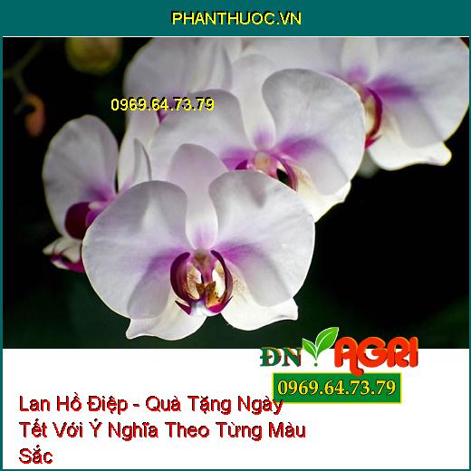 Lan Hồ Điệp - Quà Tặng Ngày Tết Với Ý Nghĩa Theo Từng Màu Sắc