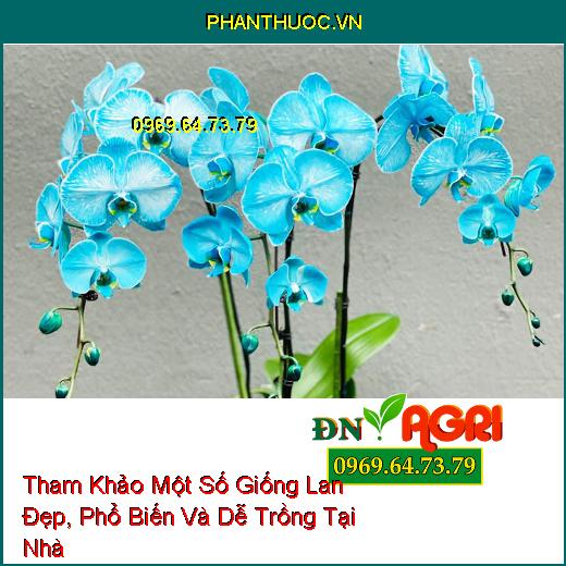 Tham Khảo Một Số Giống Lan Đẹp, Phổ Biến Và Dễ Trồng Tại Nhà 