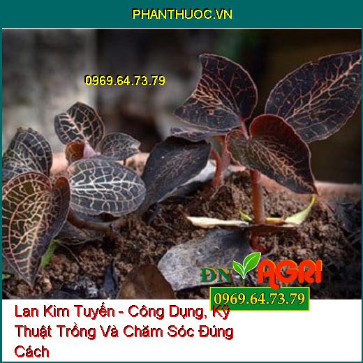 Lan Kim Tuyến - Công Dụng, Kỹ Thuật Trồng Và Chăm Sóc Đúng Cách