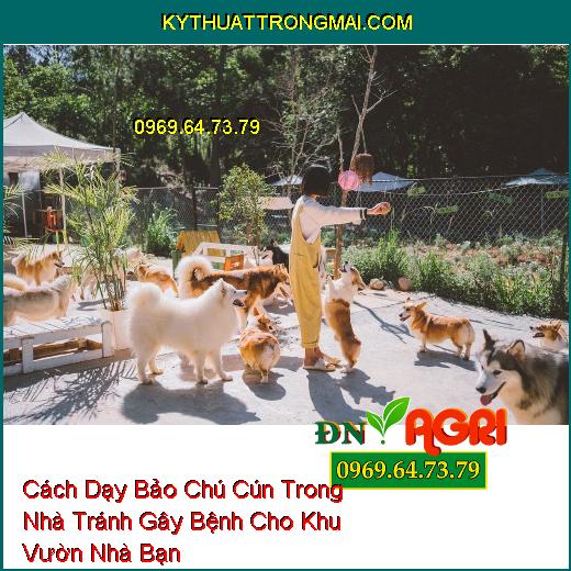 Cách Dạy Bảo Chú Cún Trong Nhà Tránh Gây Bệnh Cho Khu Vườn Nhà Bạn