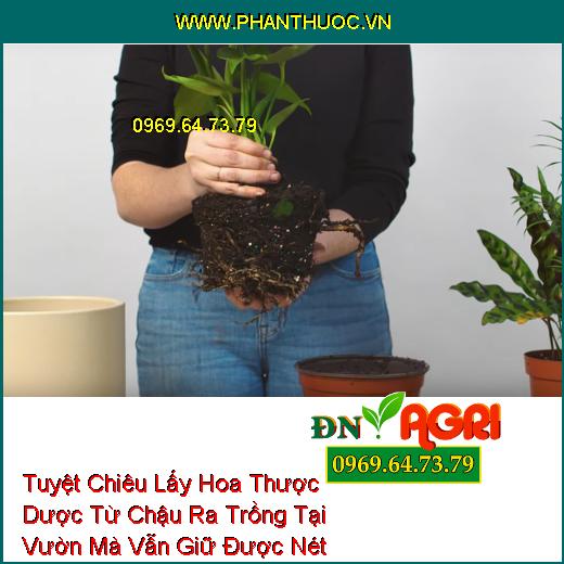 Tuyệt Chiêu Lấy Hoa Thược Dược Từ Chậu Ra Trồng Tại Vườn Mà Vẫn Giữ Được Nét Đẹp Rạng Rỡ