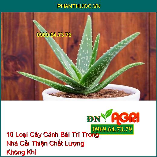 10 Loại Cây Cảnh Bài Trí Trong Nhà Cải Thiện Chất Lượng Không Khí