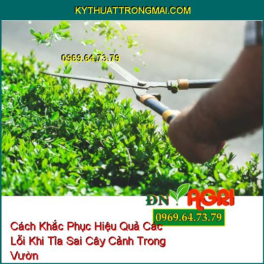 Cách Khắc Phục Hiệu Quả Các Lỗi Khi Tỉa Sai Cây Cảnh Trong Vườn