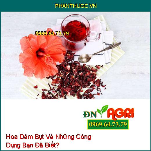 Hoa Dâm Bụt Và Những Công Dụng Bạn Đã Biết?