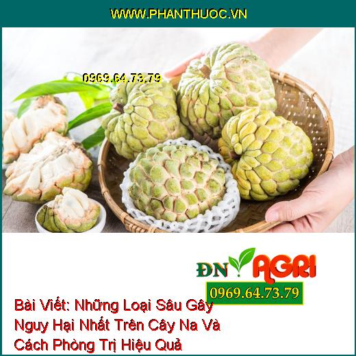 Những Loại Sâu Gây Nguy Hại Nhất Trên Cây Na Và Cách Phòng Trị Hiệu Quả