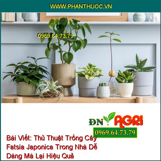 Thủ Thuật Trồng Cây Fatsia Japonica Trong Nhà Dễ Dàng Mà Lại Hiệu Quả