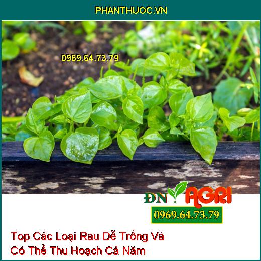 Top Các Loại Rau Dễ Trồng Và Có Thể Thu Hoạch Cả Năm