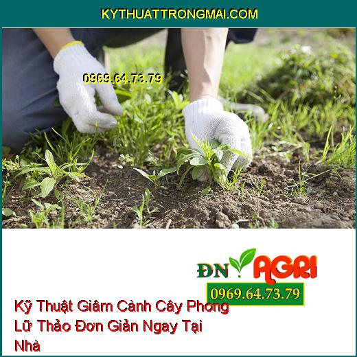 Kỹ Thuật Giâm Cành Cây Phong Lữ Thảo Đơn Giản Ngay Tại Nhà