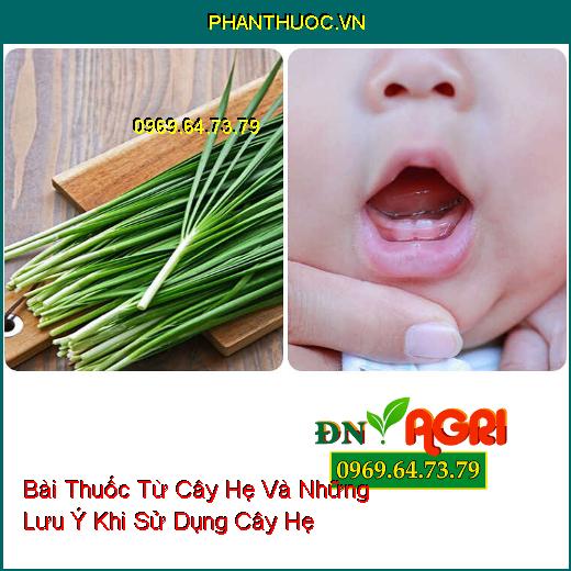 Bài Thuốc Từ Cây Hẹ Và Những Lưu Ý Khi Sử Dụng Cây Hẹ