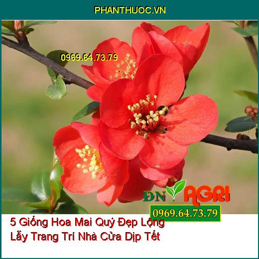 5 Giống Hoa Mai Quý Đẹp Lộng Lẫy Trang Trí Nhà Cửa Dịp Tết