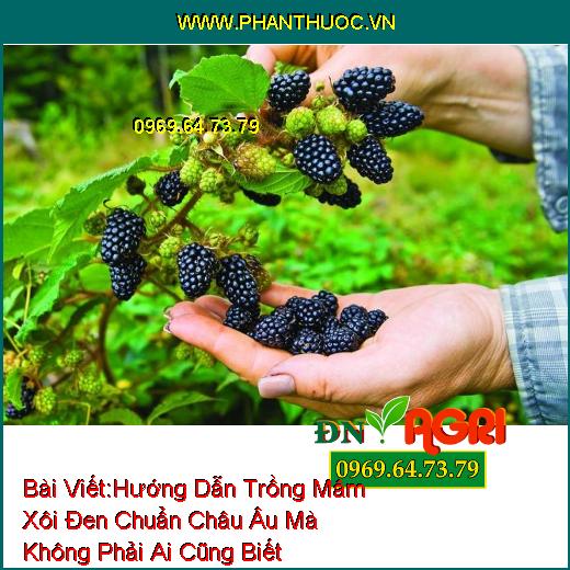 Hướng Dẫn Trồng Mâm Xôi Đen (Blackberries) Chuẩn Châu Âu Mà Không Phải Ai Cũng Biết