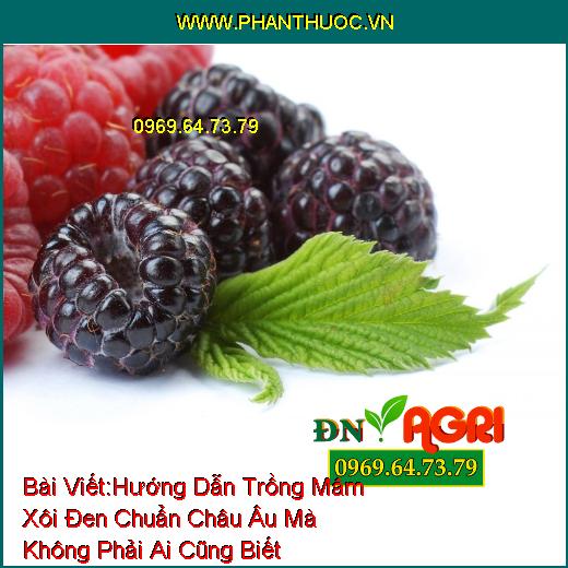 Hướng Dẫn Trồng Mâm Xôi Đen (Blackberries) Chuẩn Châu Âu Mà Không Phải Ai Cũng Biết