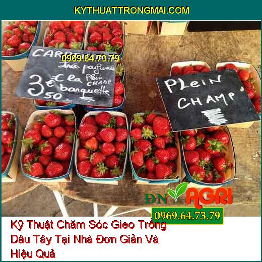 Kỹ Thuật Chăm Sóc Gieo Trồng Dâu Tây Tại Nhà Đơn Giản Và Hiệu Quả