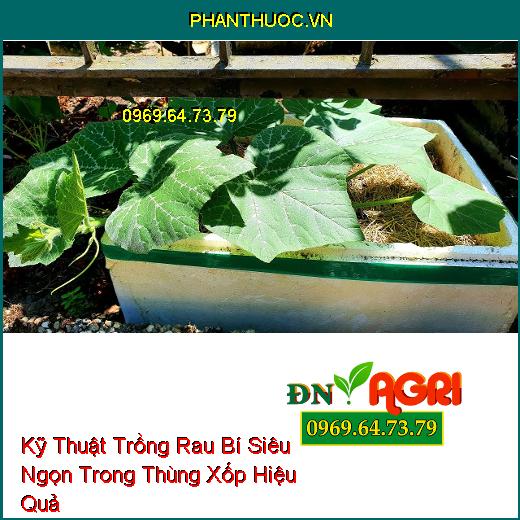 Kỹ Thuật Trồng Rau Bí Siêu Ngọn Trong Thùng Xốp Hiệu Quả