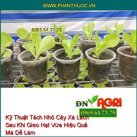 Kỹ Thuật Tách Nhỏ Cây Xà Lách Sau Khi Gieo Hạt Vừa Hiệu Quả Mà Dễ Làm