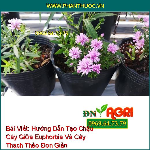 Bài Viết: 
Hướng Dẫn Tạo Chậu Cây Giữa Euphorbia Và Cây Thạch Thảo 
Đơn Giản