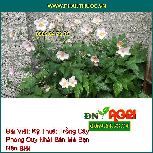 Kỹ Thuật Trồng Cây Phong Quỳ Nhật Bản Mà Bạn Nên Biết