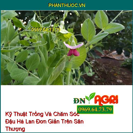 Kỹ Thuật Trồng Và Chăm Sóc Đậu Hà Lan Đơn Giản Trên Sân Thượng