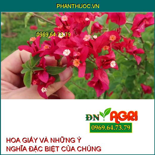 HOA GIẤY VÀ NHỮNG Ý NGHĨA ĐẶC BIỆT CỦA CHÚNG