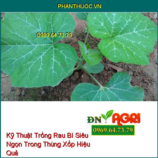 Kỹ Thuật Trồng Rau Bí Siêu Ngọn Trong Thùng Xốp Hiệu Quả