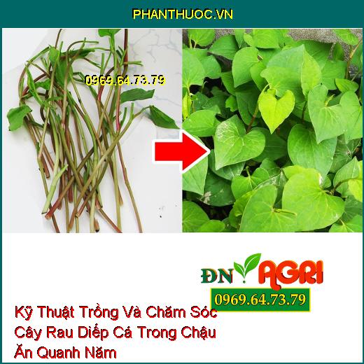 Kỹ Thuật Trồng Và Chăm Sóc Cây Rau Diếp Cá Trong Chậu Ăn Quanh Năm