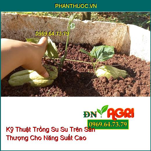 Kỹ Thuật Trồng Su Su Trên Sân Thượng Cho Năng Suất Cao