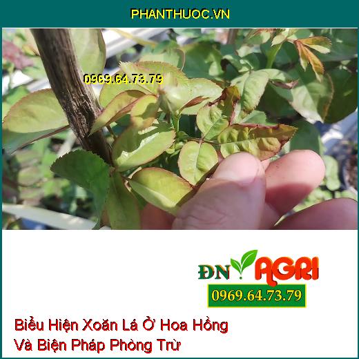 Biểu Hiện Xoăn Lá Ở Hoa Hồng Và Biện Pháp Phòng Trừ