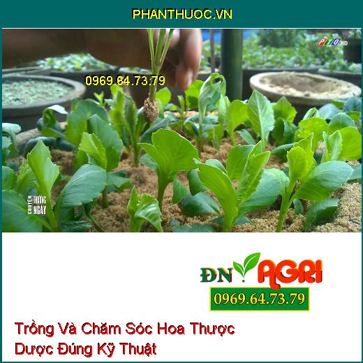 Trồng Và Chăm Sóc Hoa Thược Dược Đúng Kỹ Thuật