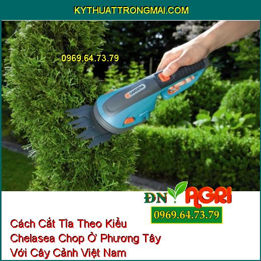 Cách Cắt Tỉa Theo Kiểu Chelasea Chop Ở Phương Tây Với Cây Cảnh Việt Nam