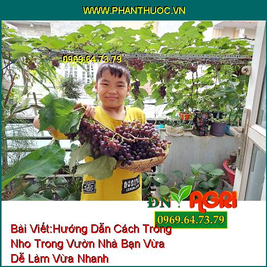 Hướng Dẫn Cách Trồng Nho Trong Vườn Nhà Bạn Vừa Dễ Làm Vừa Nhanh