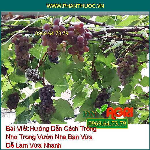 Hướng Dẫn Cách Trồng Nho Trong Vườn Nhà Bạn Vừa Dễ Làm Vừa Nhanh