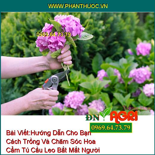 Hướng Dẫn Cho Bạn Cách Trồng Và Chăm Sóc Hoa Cẩm Tú Cầu Leo Bắt Mắt Người Xem