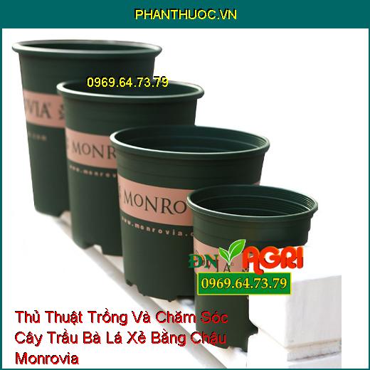 Thủ Thuật Trồng Và Chăm Sóc Cây Trầu Bà Lá Xẻ Bằng Chậu Monrovia