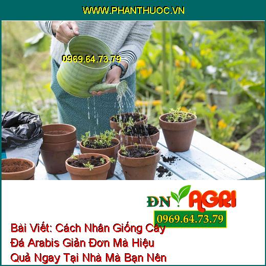 Cách Nhân Giống Cây Đá Arabis Giản Đơn Mà Hiệu Quả Ngay Tại Nhà Mà Bạn Nên Biết