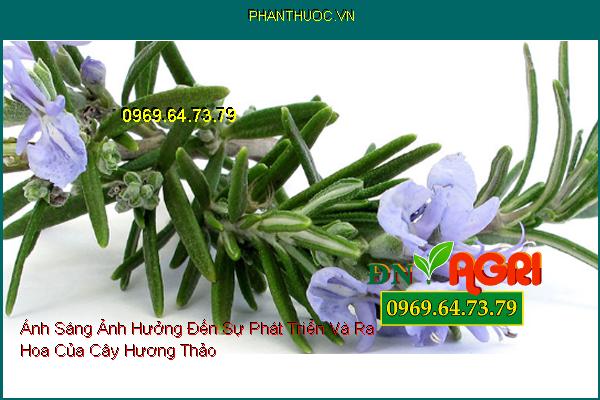 Ánh Sáng Ảnh Hưởng Đến Sự Phát Triển Và Ra Hoa Của Cây Hương Thảo